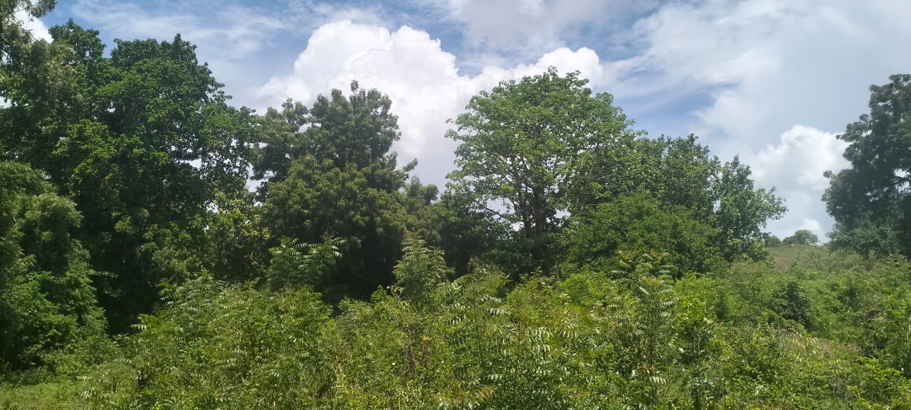 2 acres land for sale in Kaoyeni Malindi airport view red soil ready title 6.95M