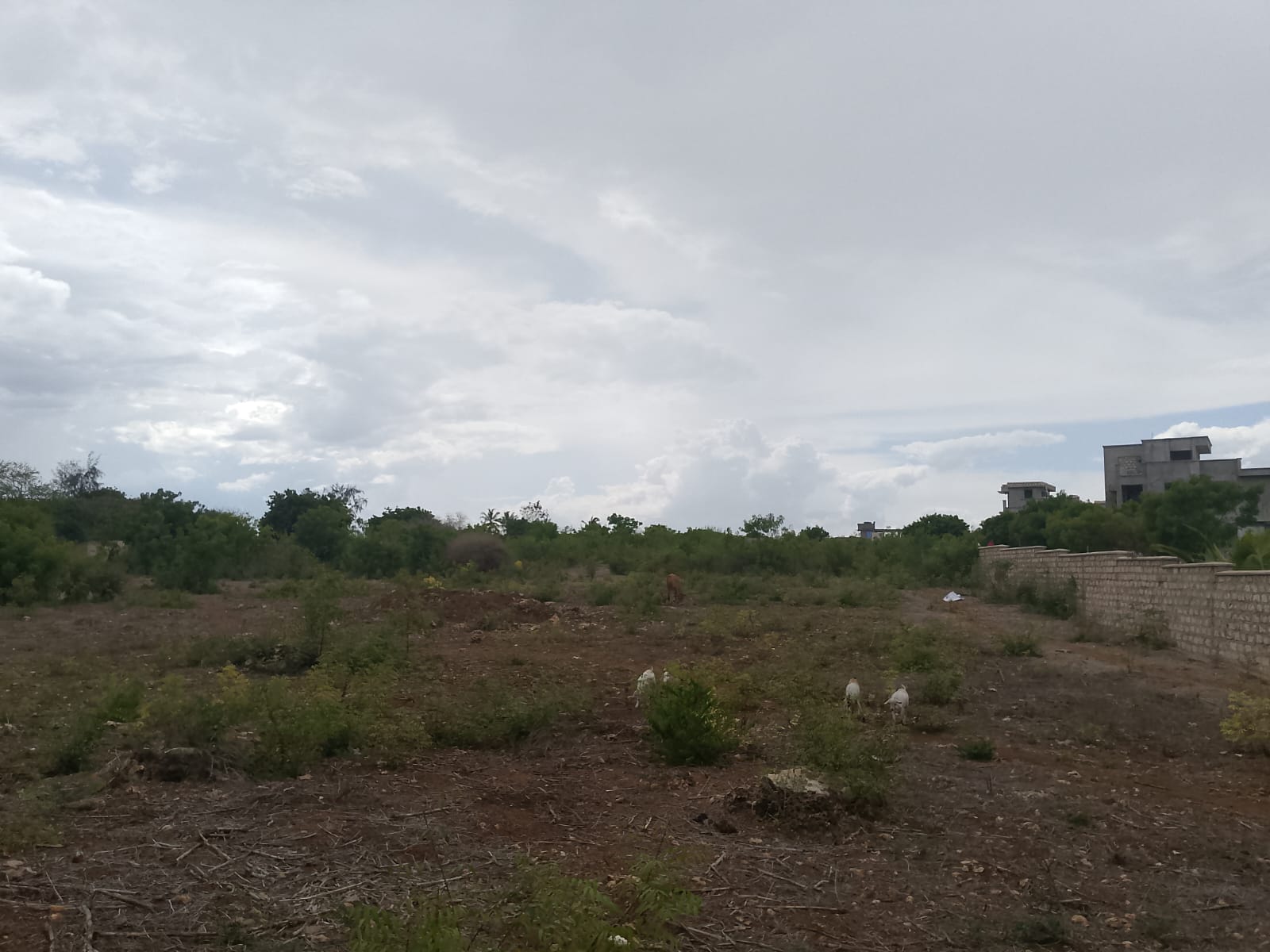 second row plots for sale in Bofa Kilifi near Kilifi Bay road frontage quarter acre and one acre land