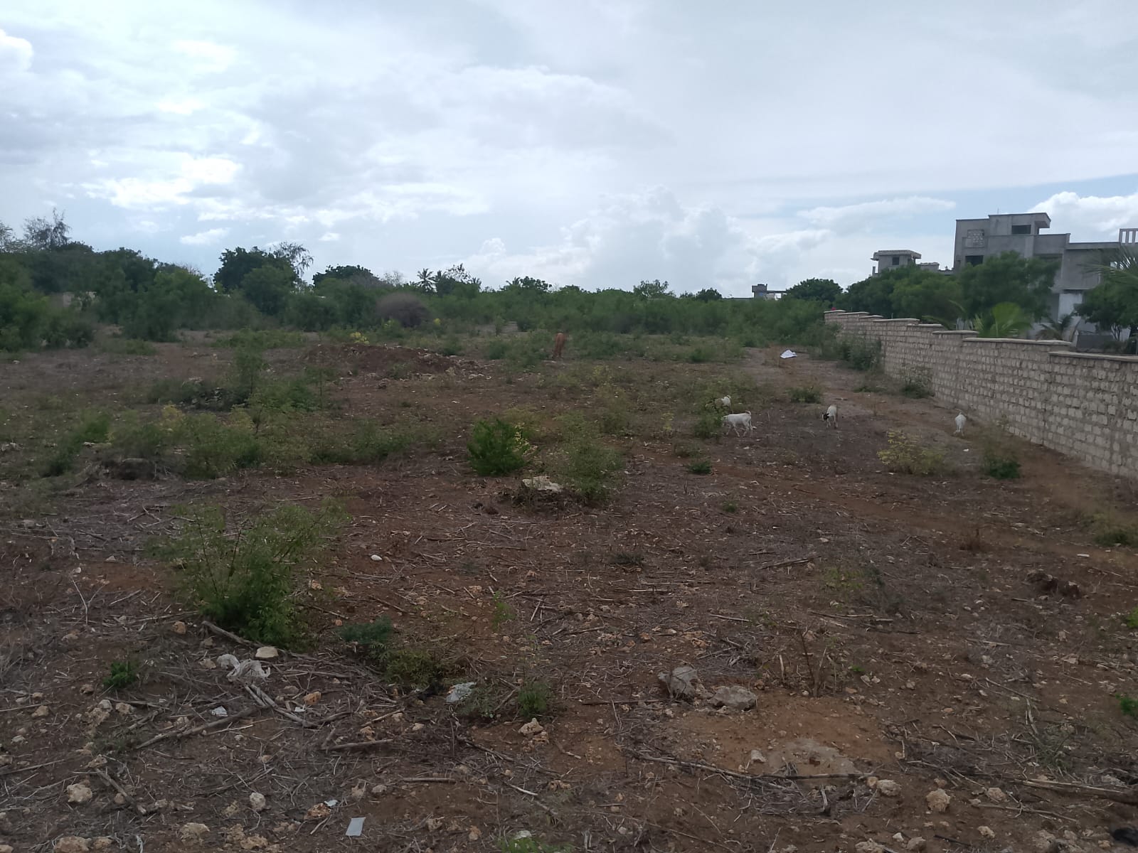 second row plots for sale in Bofa Kilifi near Kilifi Bay road frontage quarter acre and one acre land