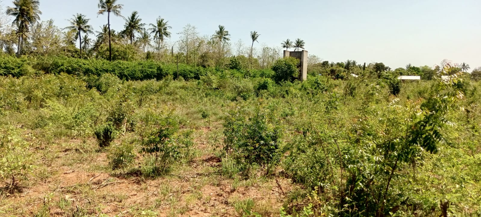 4 acres fertile land for sale in Tezo Kilifi near Mombasa Kilifi highway freehold land 2.65M per acre total 10.6M