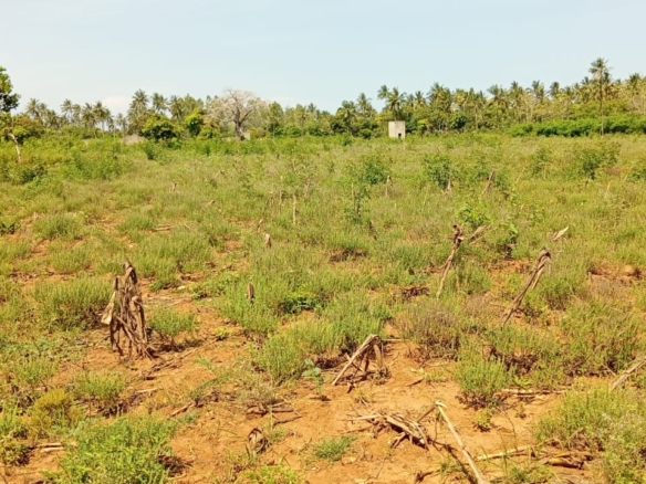 4 acres fertile land for sale in Tezo Kilifi near Mombasa Kilifi highway freehold land 2.65M per acre total 10.6M