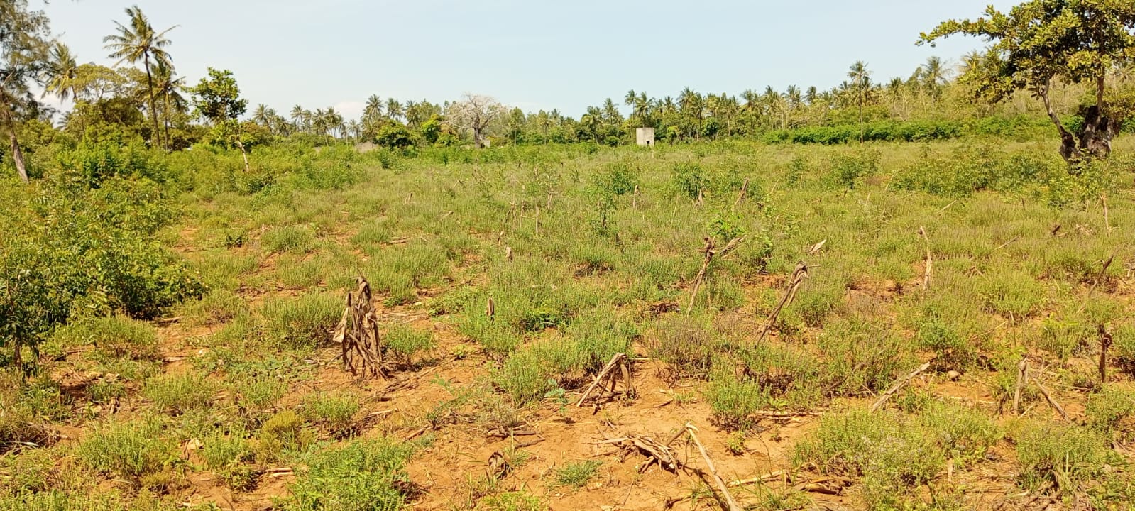 4 acres fertile land for sale in Tezo Kilifi near Mombasa Kilifi highway freehold land 2.65M per acre total 10.6M
