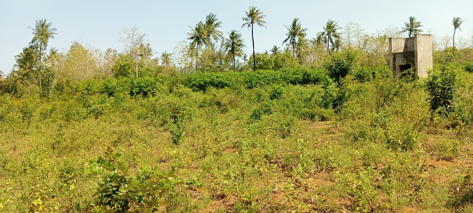 4 acres fertile land for sale in Tezo Kilifi near Mombasa Kilifi highway freehold land 2.65M per acre total 10.6M