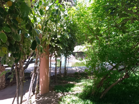 4-bedroom house for rent in Malindi near Light International School with green scenery, private compound, and flexible furnishing options.