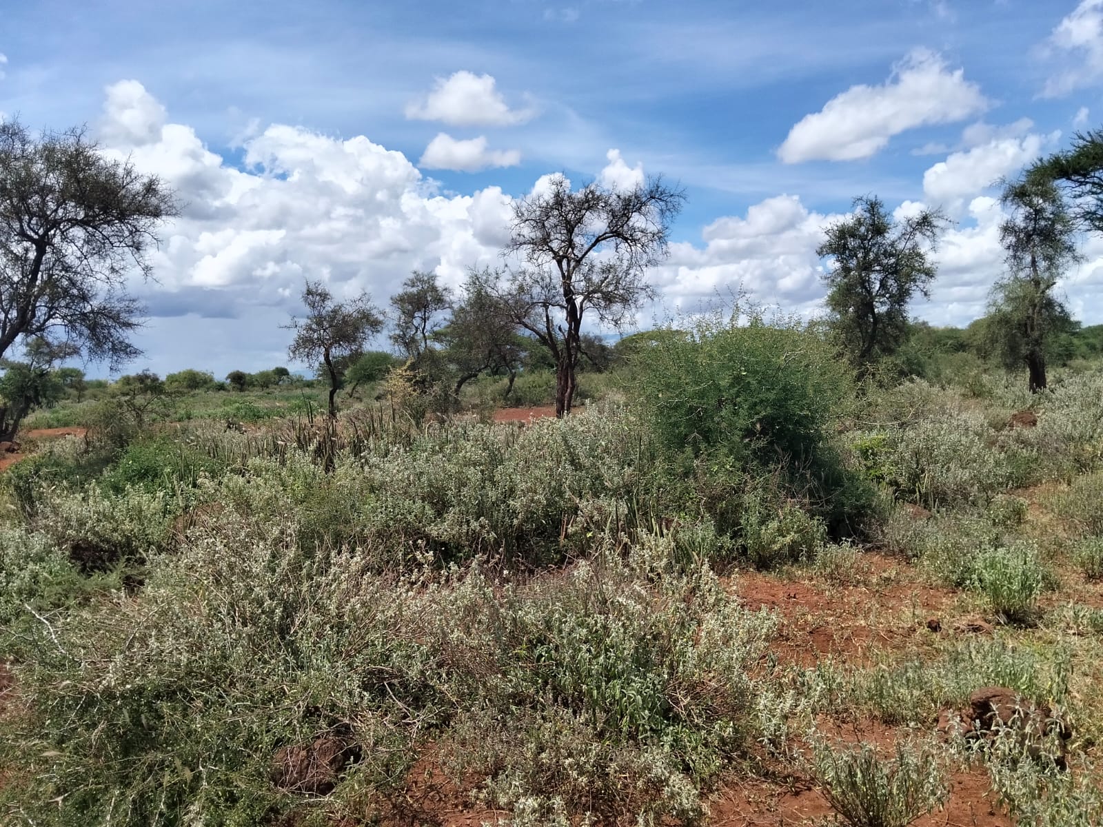 18 acres land for sale in Kimana Loitoktok at 930k per acre ideal for lodge farming or holiday homes near Amboseli