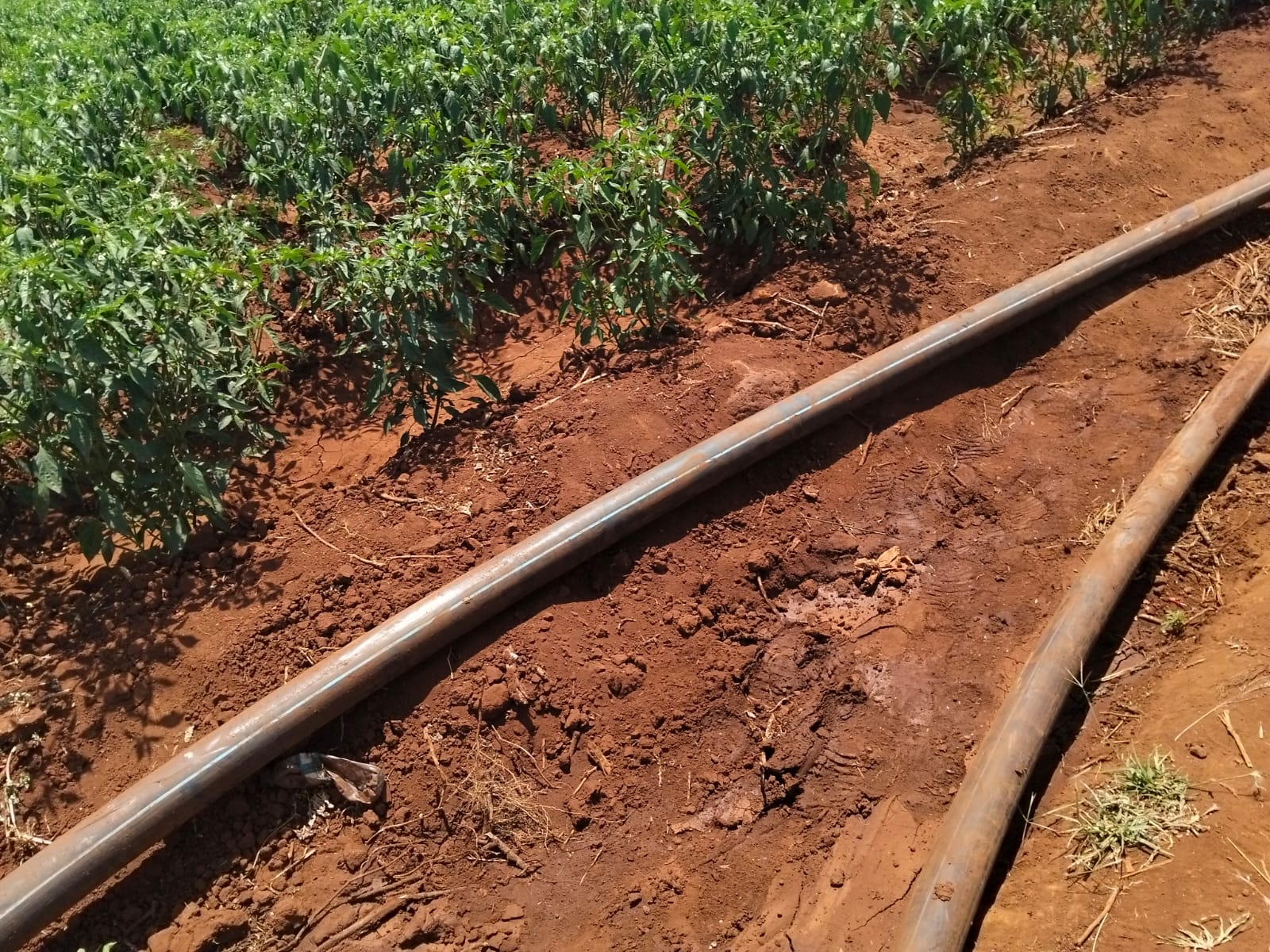 18 acres land for sale in Kimana Loitoktok at 930k per acre ideal for lodge farming or holiday homes near Amboseli