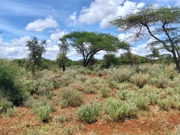 18 acres land for sale in Kimana Loitoktok at 930k per acre ideal for lodge farming or holiday homes near Amboseli