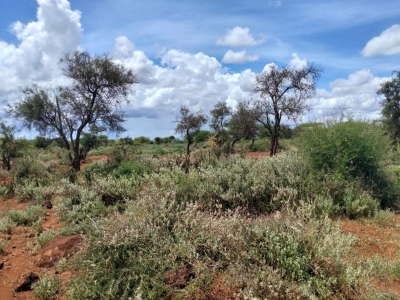 18 acres land for sale in Kimana Loitoktok at 930k per acre ideal for lodge farming or holiday homes near Amboseli