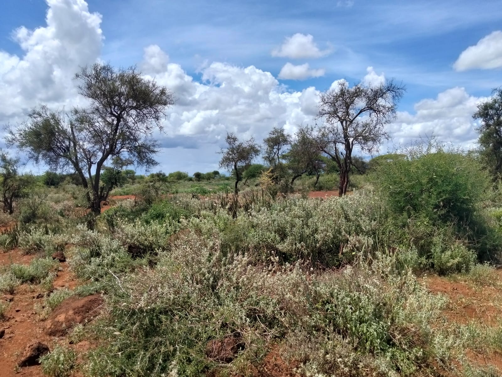 18 acres land for sale in Kimana Loitoktok at 930k per acre ideal for lodge farming or holiday homes near Amboseli
