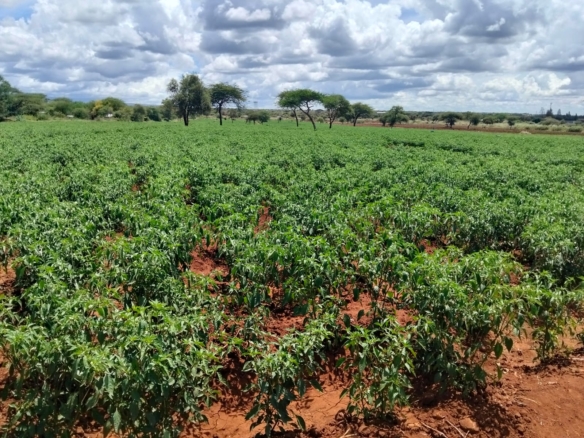 18 acres land for sale in Kimana Loitoktok at 930k per acre ideal for lodge farming or holiday homes near Amboseli