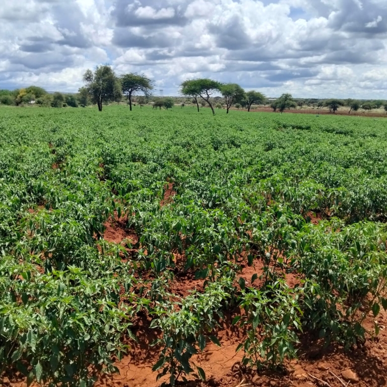 18 acres land for sale in Kimana Loitoktok at 930k per acre ideal for lodge farming or holiday homes near Amboseli