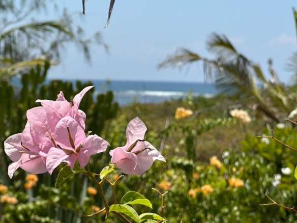 luxury 5 bedroom beachfront house on 4 acres for sale in Watamu near Lonno Lodge Kenya