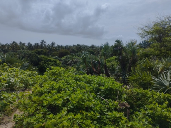 51 acre beachfront land for sale in Ngomeni Malindi Kenya ideal for resort or hotel development