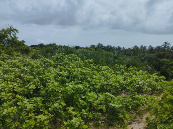 51 acre beachfront land for sale in Ngomeni Malindi Kenya ideal for resort or hotel development