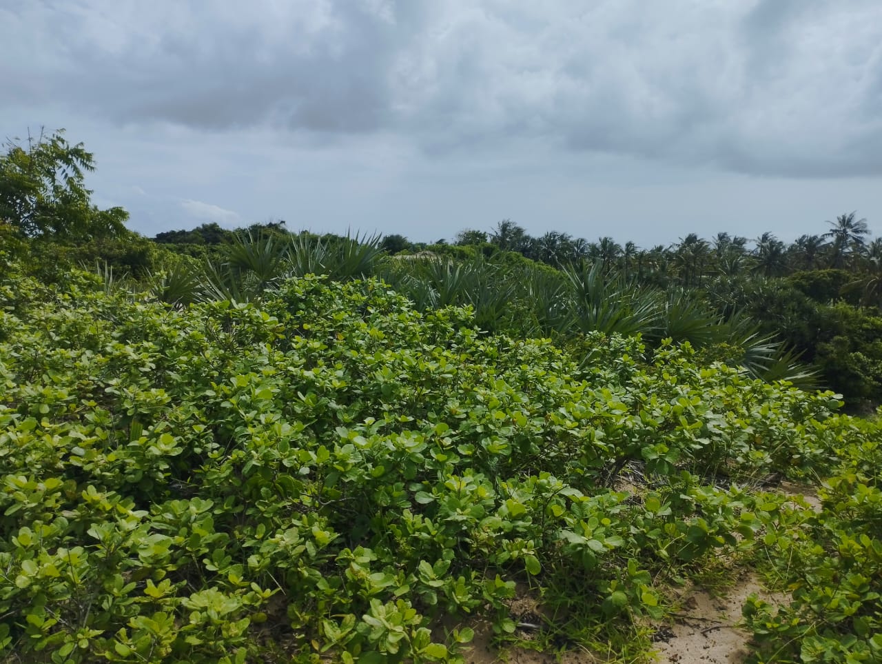 51 acre beachfront land for sale in Ngomeni Malindi Kenya ideal for resort or hotel development