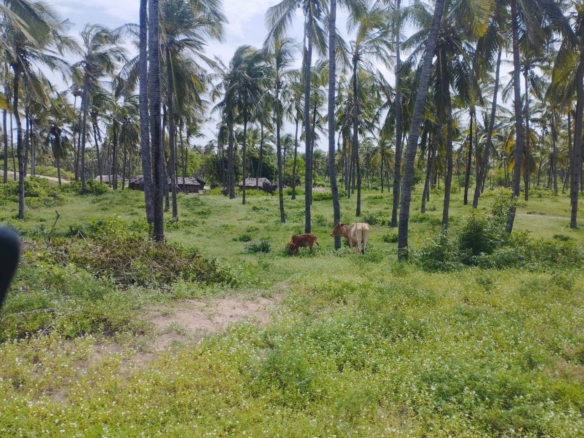 51 acre beachfront land for sale in Ngomeni Malindi Kenya ideal for resort or hotel development