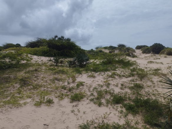51 acre beachfront land for sale in Ngomeni Malindi Kenya ideal for resort or hotel development