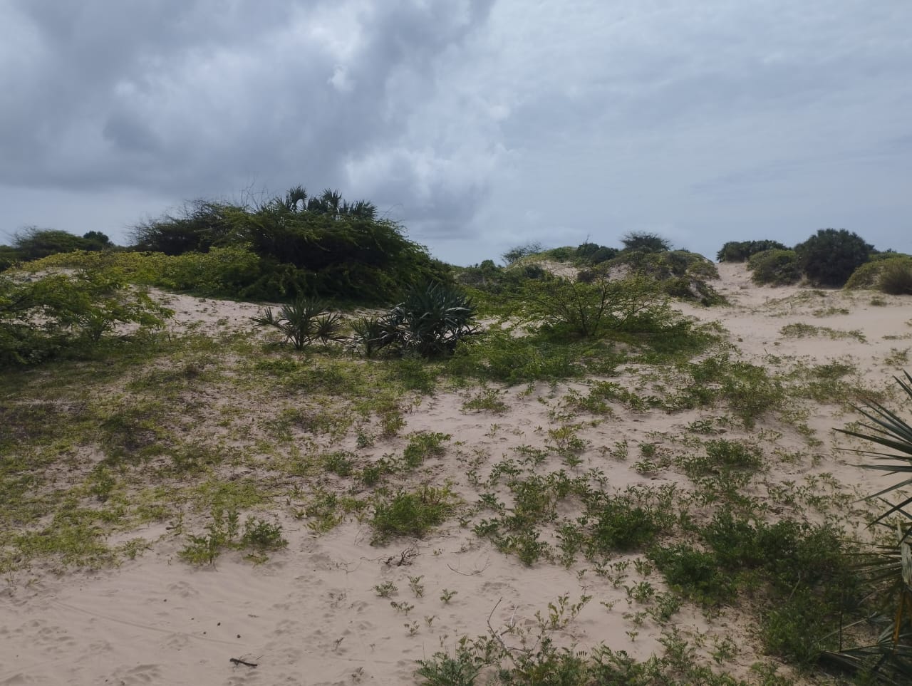 51 acre beachfront land for sale in Ngomeni Malindi Kenya ideal for resort or hotel development