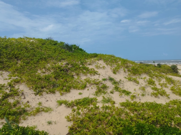 51 acre beachfront land for sale in Ngomeni Malindi Kenya ideal for resort or hotel development