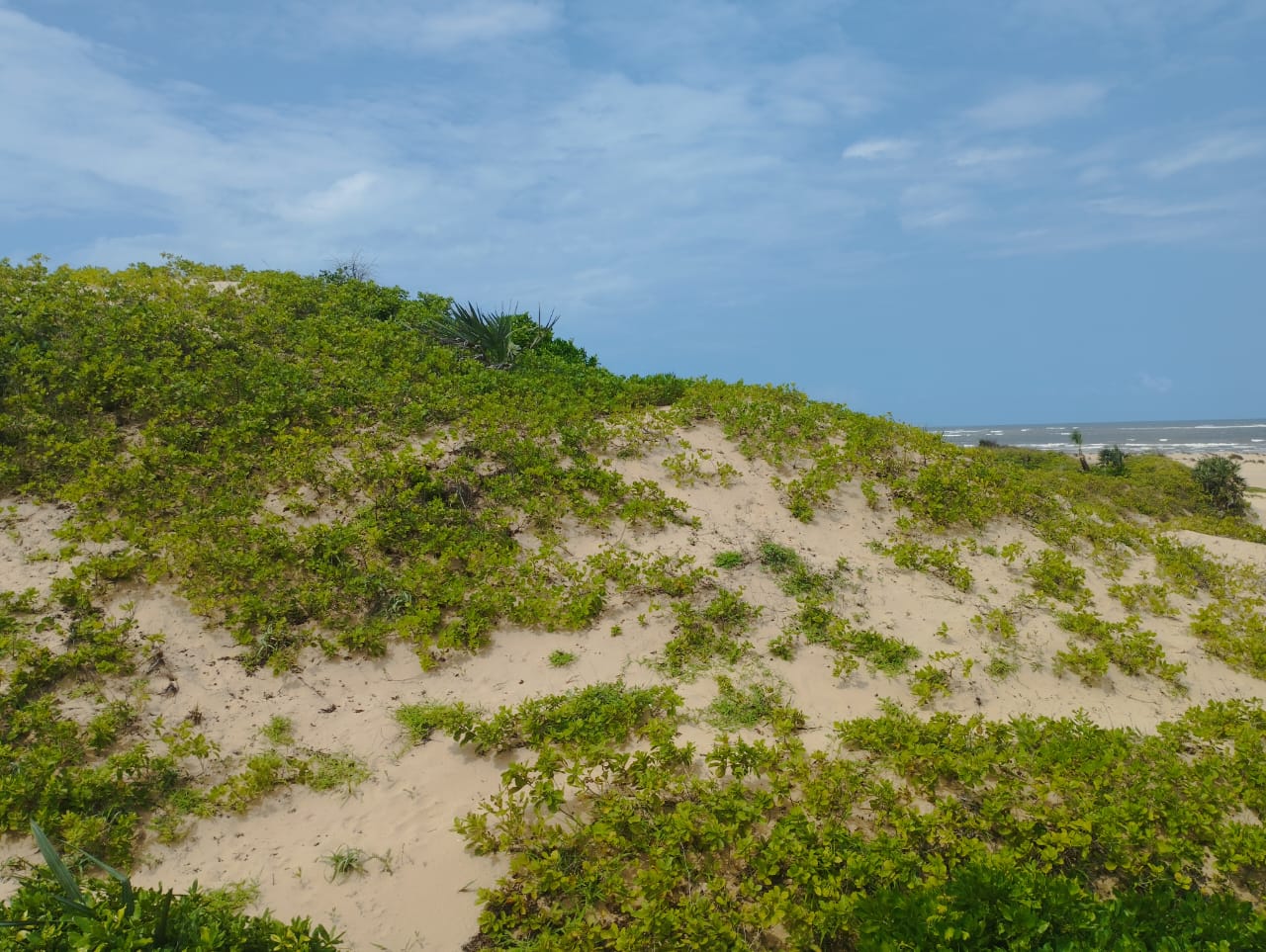 51 acre beachfront land for sale in Ngomeni Malindi Kenya ideal for resort or hotel development