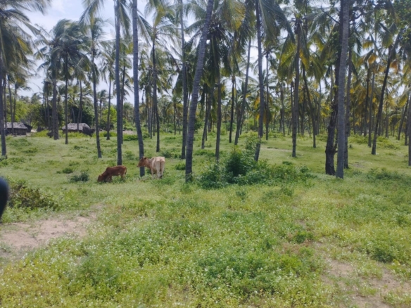 51 acre beachfront land for sale in Ngomeni Malindi Kenya ideal for resort or hotel development