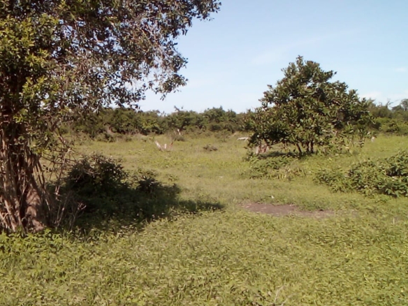 23-acre and 25-acre adjacent land parcels for sale in Mulunguni Kaskini at Kshs.130,000 per acre ideal for farming and investment.