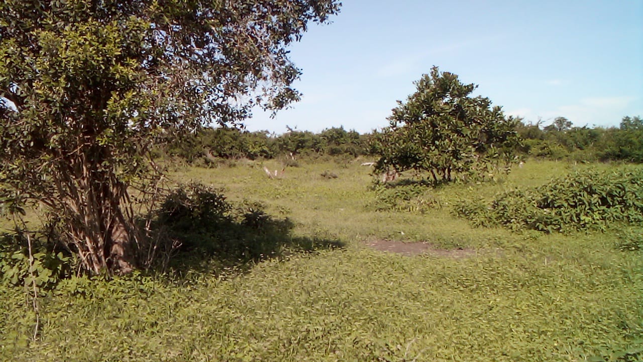 23-acre and 25-acre adjacent land parcels for sale in Mulunguni Kaskini at Kshs.130,000 per acre ideal for farming and investment.