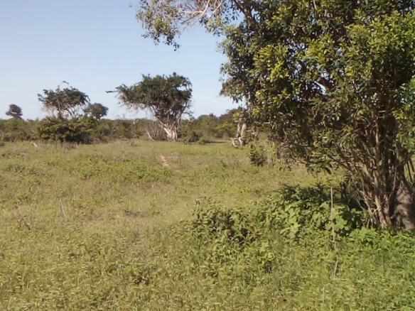 23-acre and 25-acre adjacent land parcels for sale in Mulunguni Kaskini at Kshs.130,000 per acre ideal for farming and investment.