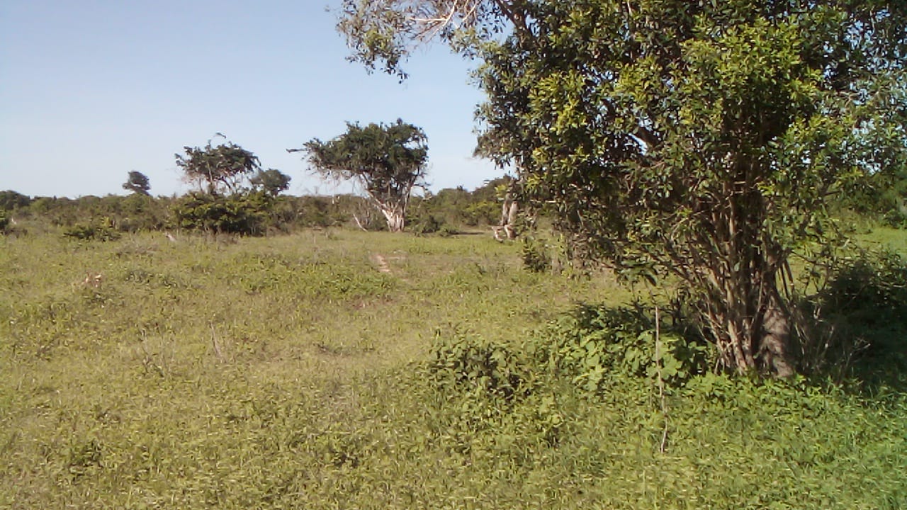 23-acre and 25-acre adjacent land parcels for sale in Mulunguni Kaskini at Kshs.130,000 per acre ideal for farming and investment.