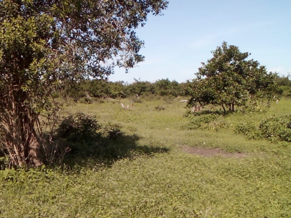 23-acre and 25-acre adjacent land parcels for sale in Mulunguni Kaskini at Kshs.130,000 per acre ideal for farming and investment.