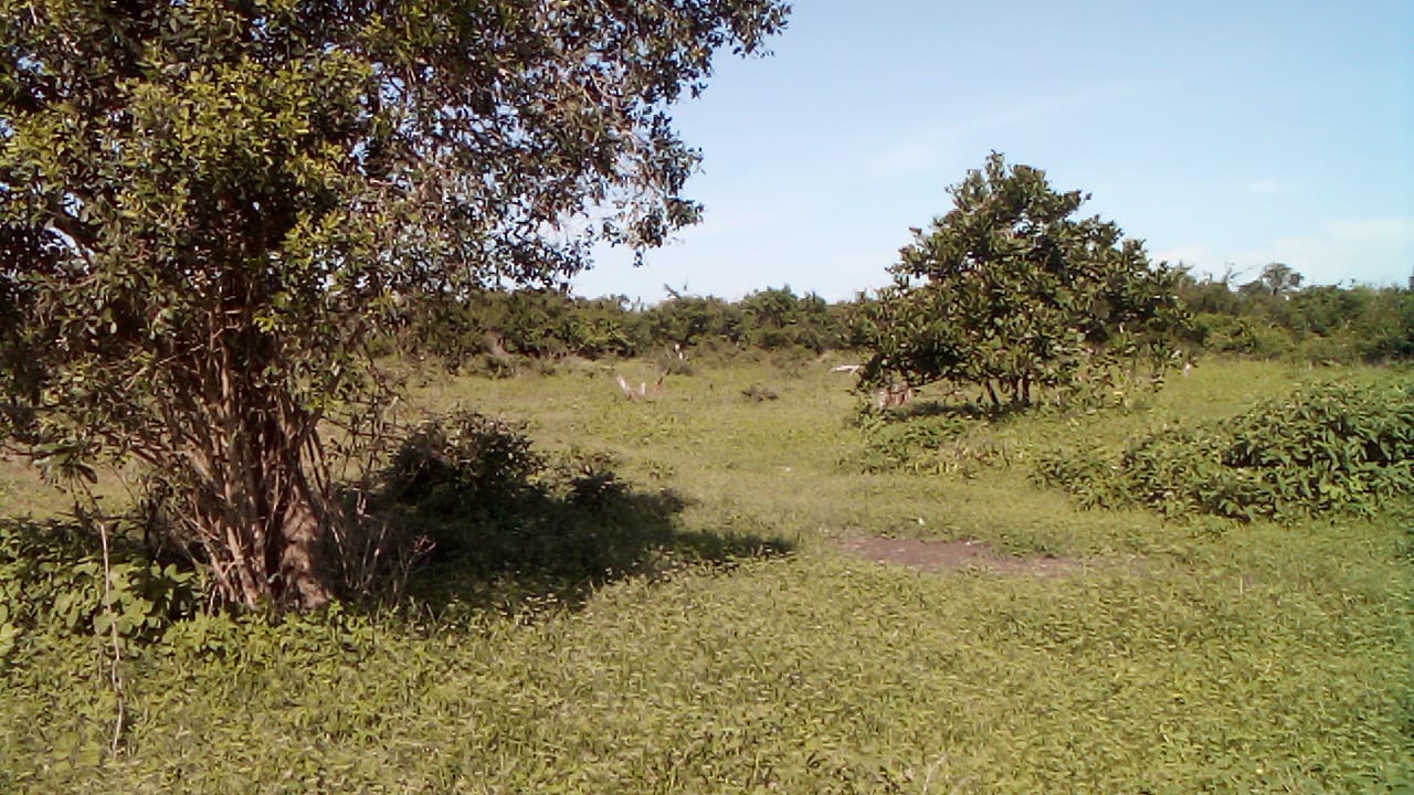 23-acre and 25-acre adjacent land parcels for sale in Mulunguni Kaskini at Kshs.130,000 per acre ideal for farming and investment.