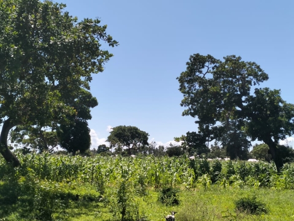 31.5-acre freehold land for sale in Roka Kilifi with mature coconut, mango and cashew trees, piped water, electricity, easy access, and subdivision potential.