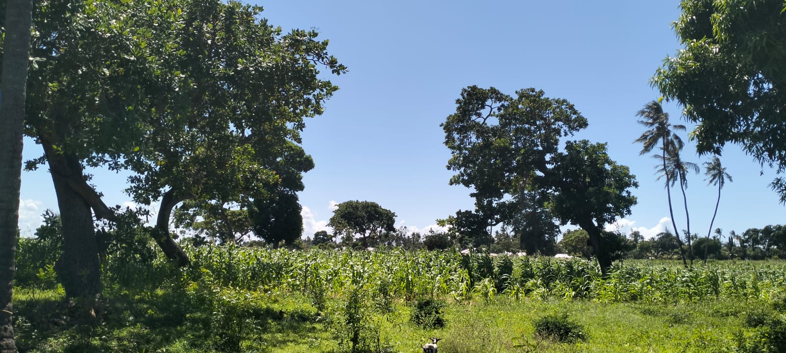 31.5-acre freehold land for sale in Roka Kilifi with mature coconut, mango and cashew trees, piped water, electricity, easy access, and subdivision potential.