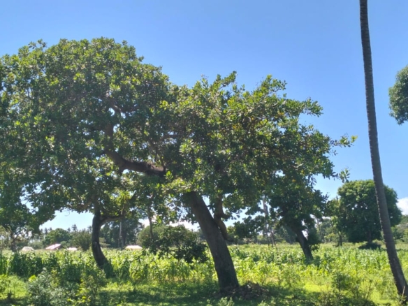 31.5-acre freehold land for sale in Roka Kilifi with mature coconut, mango and cashew trees, piped water, electricity, easy access, and subdivision potential.