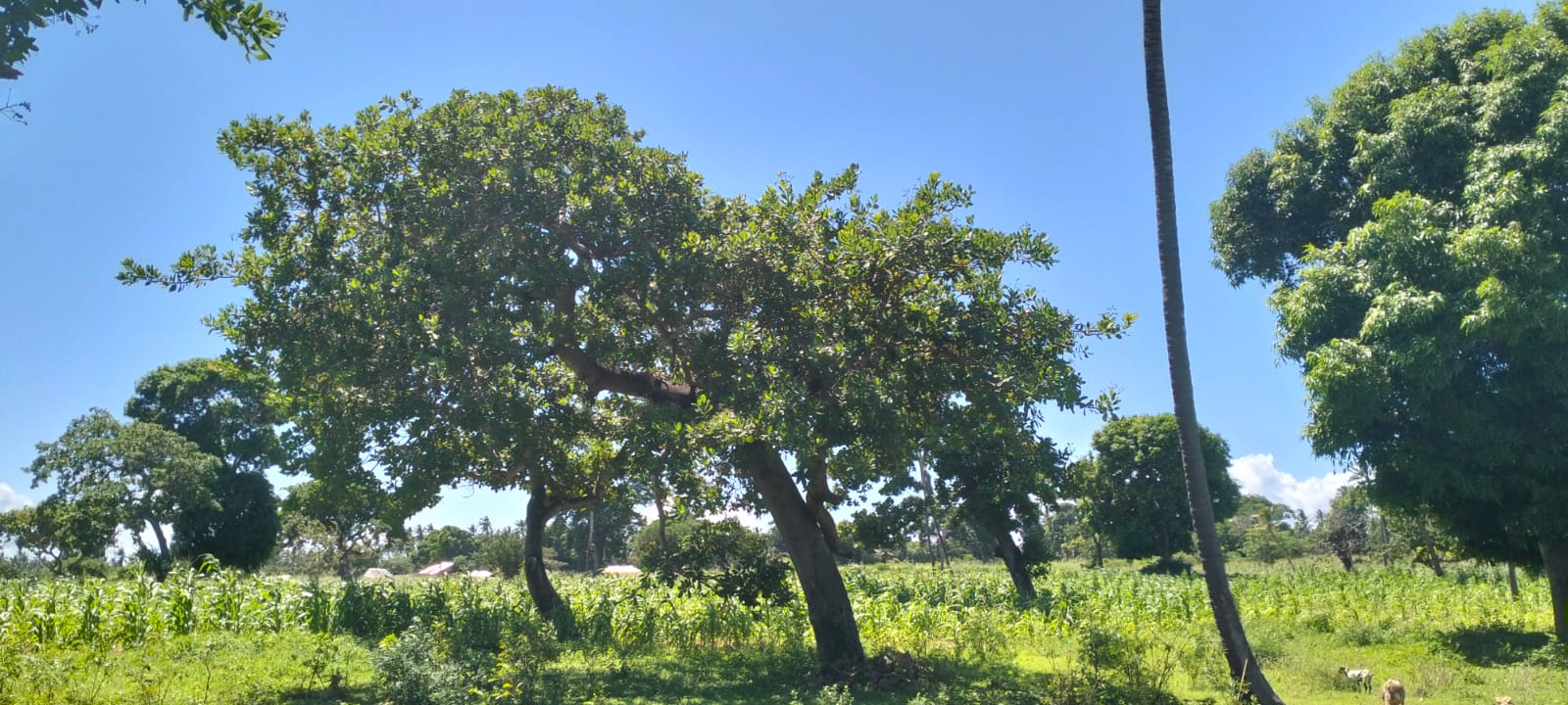 31.5-acre freehold land for sale in Roka Kilifi with mature coconut, mango and cashew trees, piped water, electricity, easy access, and subdivision potential.