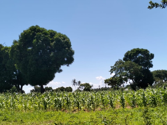 31.5-acre freehold land for sale in Roka Kilifi with mature coconut, mango and cashew trees, piped water, electricity, easy access, and subdivision potential.
