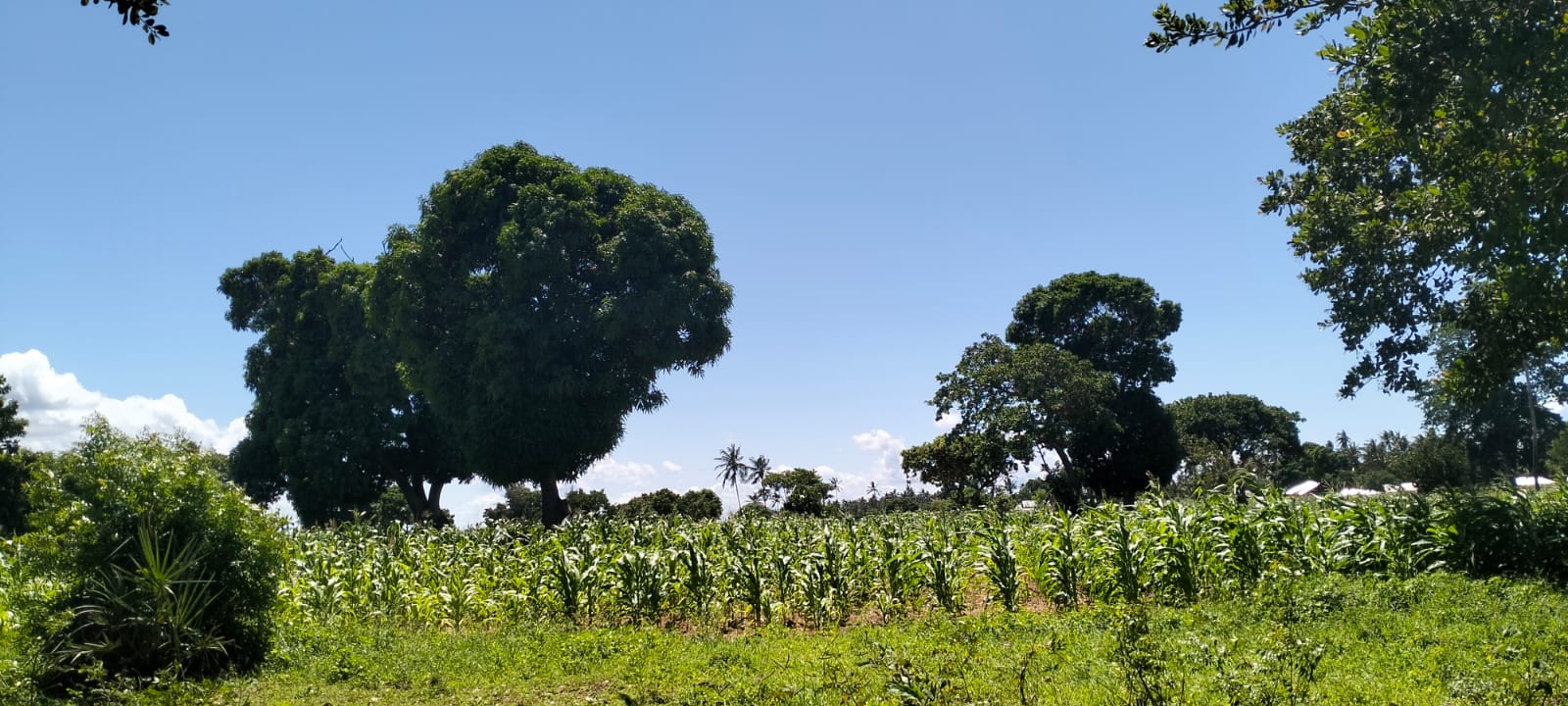 31.5-acre freehold land for sale in Roka Kilifi with mature coconut, mango and cashew trees, piped water, electricity, easy access, and subdivision potential.