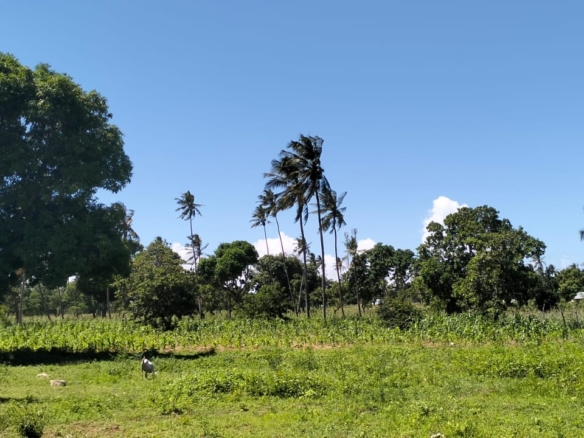 31.5-acre freehold land for sale in Roka Kilifi with mature coconut, mango and cashew trees, piped water, electricity, easy access, and subdivision potential.