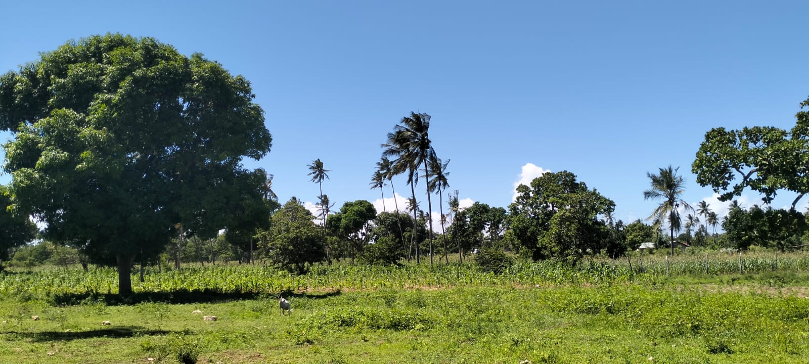 31.5-acre freehold land for sale in Roka Kilifi with mature coconut, mango and cashew trees, piped water, electricity, easy access, and subdivision potential.