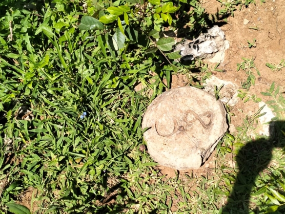 31.5-acre freehold land for sale in Roka Kilifi with mature coconut, mango and cashew trees, piped water, electricity, easy access, and subdivision potential.