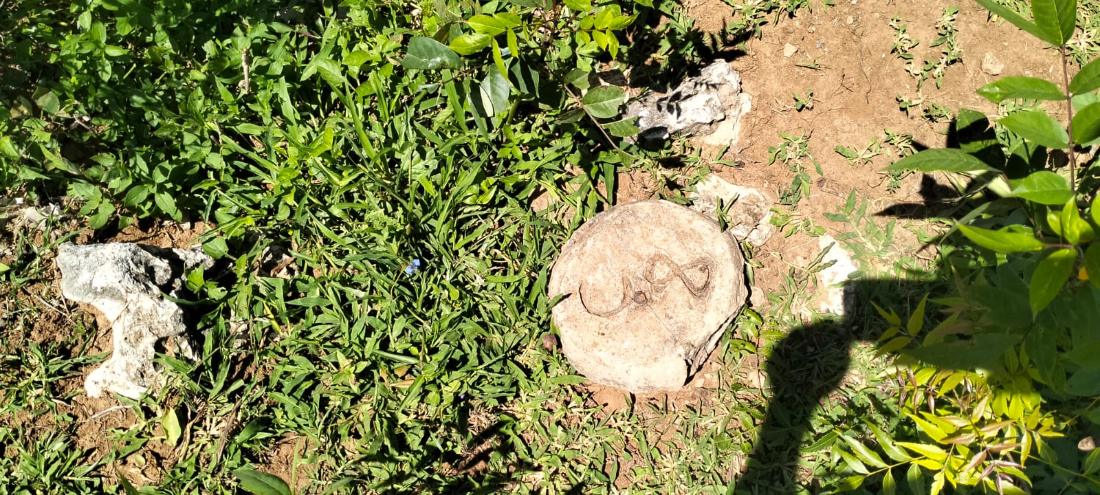 31.5-acre freehold land for sale in Roka Kilifi with mature coconut, mango and cashew trees, piped water, electricity, easy access, and subdivision potential.
