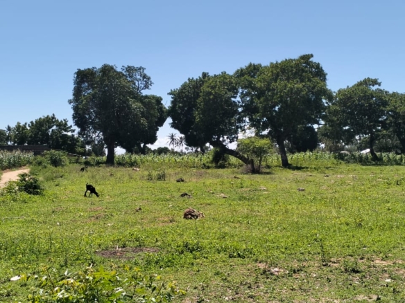 31.5-acre freehold land for sale in Roka Kilifi with mature coconut, mango and cashew trees, piped water, electricity, easy access, and subdivision potential.