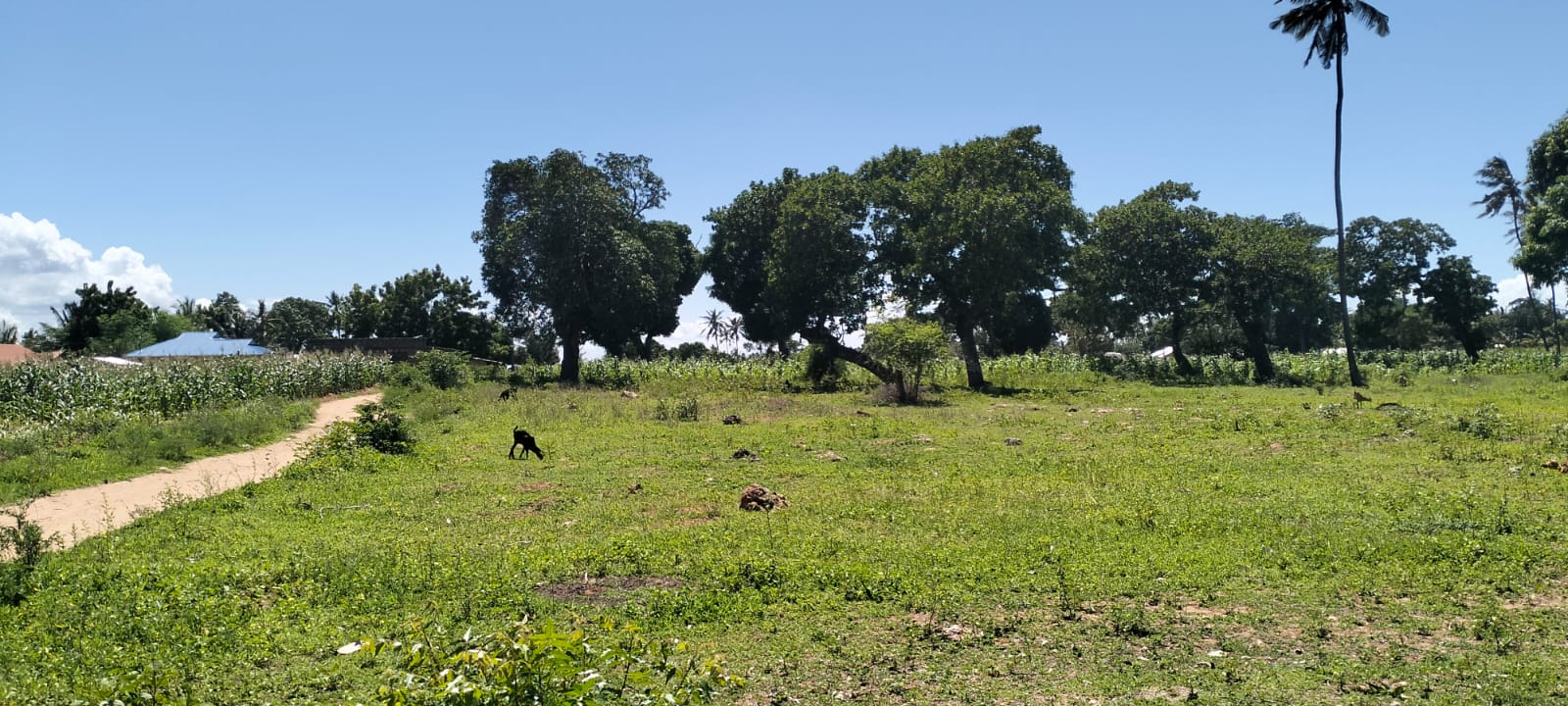 31.5-acre freehold land for sale in Roka Kilifi with mature coconut, mango and cashew trees, piped water, electricity, easy access, and subdivision potential.