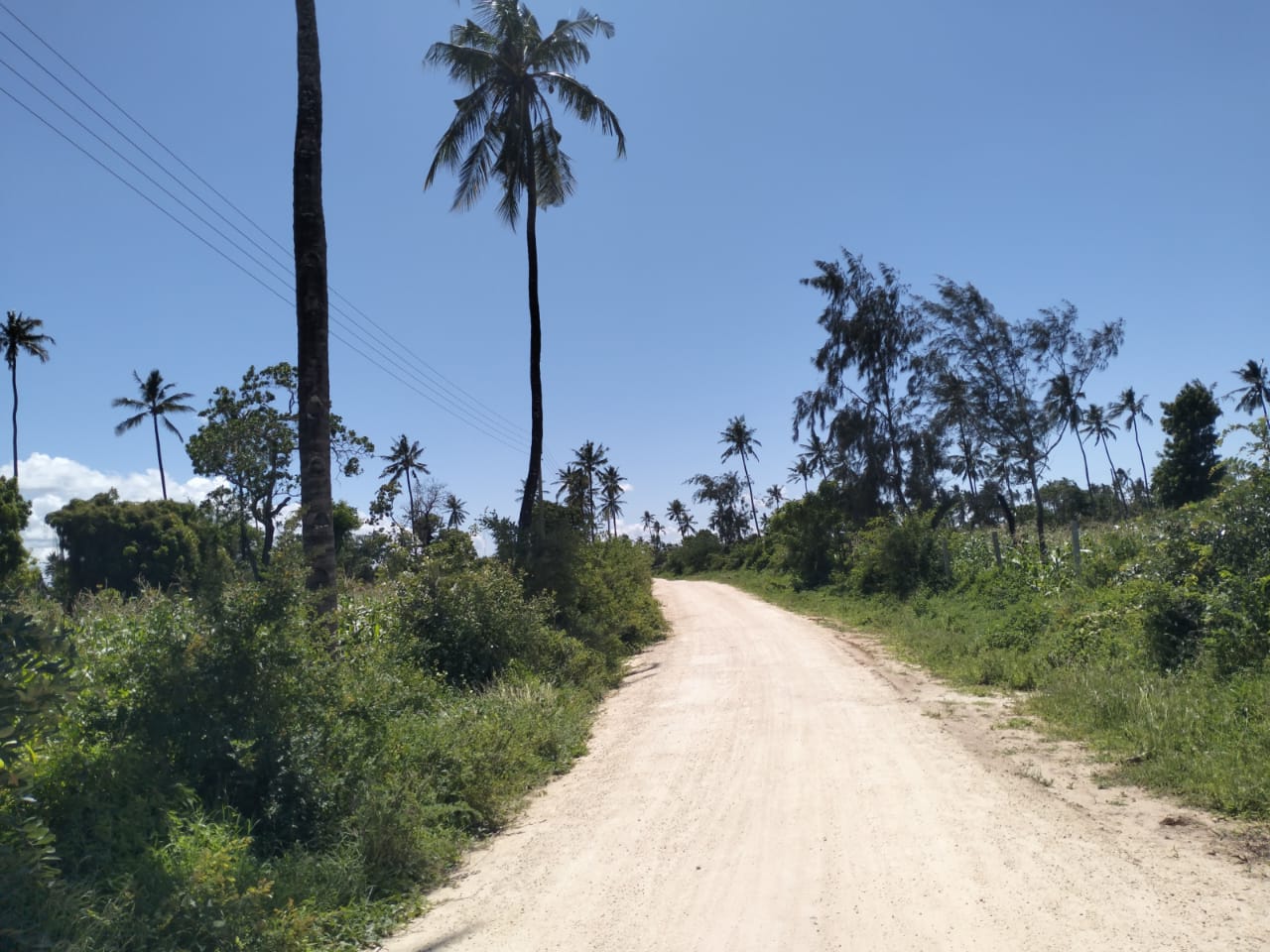31.5-acre freehold land for sale in Roka Kilifi near a natural lake with mature coconut, mango, and cashew trees, water, electricity, and dual access roads.