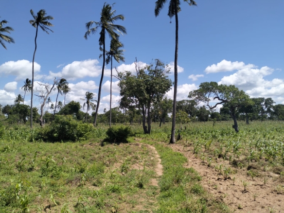 31.5-acre freehold land for sale in Roka Kilifi near a natural lake with mature coconut, mango, and cashew trees, water, electricity, and dual access roads.