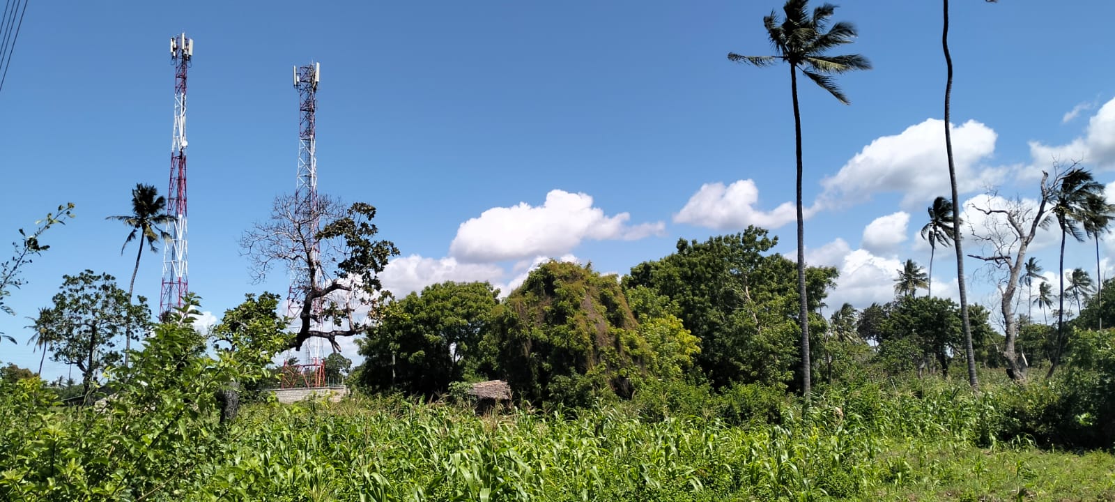 31.5-acre freehold land for sale in Roka Kilifi near a natural lake with mature coconut, mango, and cashew trees, water, electricity, and dual access roads.