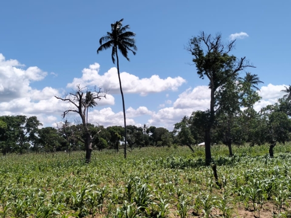 31.5-acre freehold land for sale in Roka Kilifi near a natural lake with mature coconut, mango, and cashew trees, water, electricity, and dual access roads.