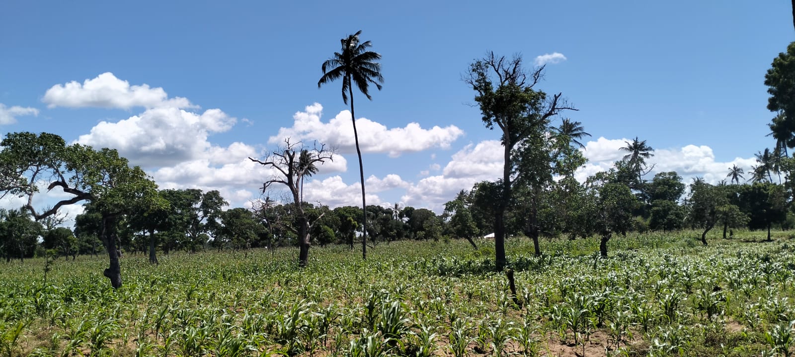 31.5-acre freehold land for sale in Roka Kilifi near a natural lake with mature coconut, mango, and cashew trees, water, electricity, and dual access roads.