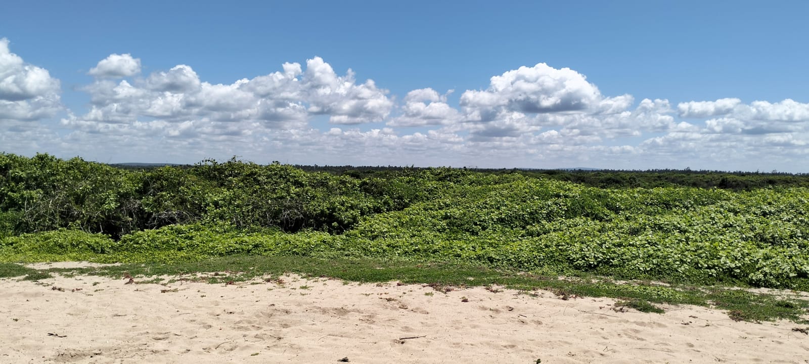 10 Acres Beachfront for Sale in Maweni Uyombo 10-acre beachfront land for sale in Maweni Matsangoni Uyombo with freehold title, coral bedrock, ocean views, and subdivision potential.