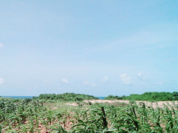 1 Acre second-row ocean view property for sale in Chumani Roka Beach with freehold title, all-weather roads, and prime coastal investment potential.